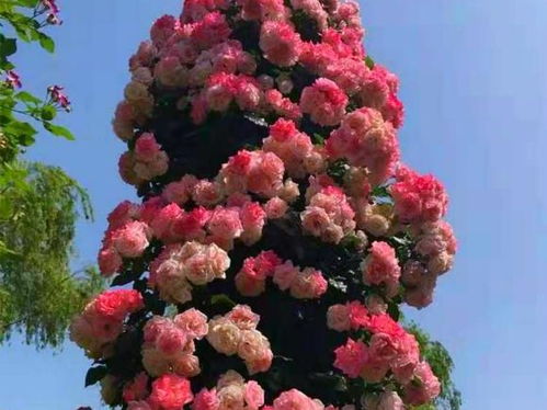 四月开的花有哪些？这些花都有什么特点呢