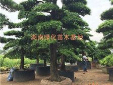 长沙果树苗基地：果农的优质选择