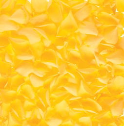 花儿为什么黄呀黄呀