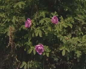 第三步：光照， 不嫩少