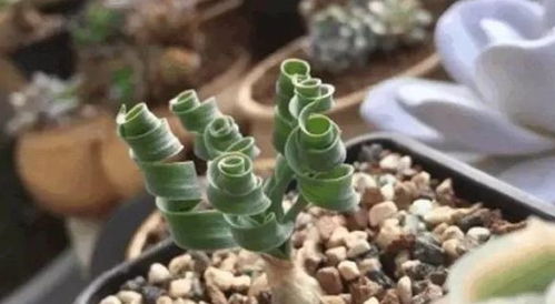 埋深不是保暖， 见光才是关键