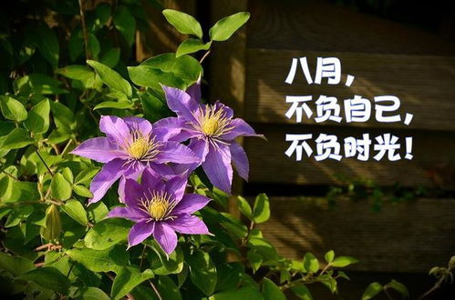 铁线莲花语之色彩奇观，揭秘铁线莲花的神秘意义与美丽之谜