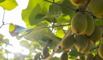 皂角树种子种植的气温之谜