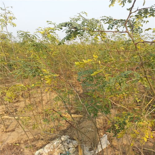 改良土壤， 提升成活率