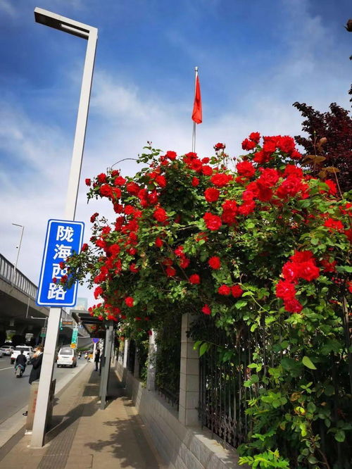 二、 月季花扮靓立交桥