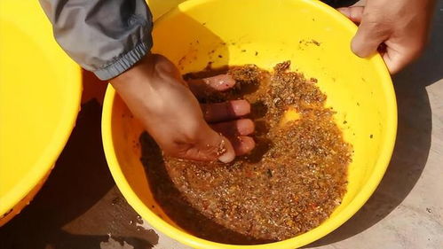 饲料中可以添加鱼粉吗？鱼诱饵能否作为饲料使用？