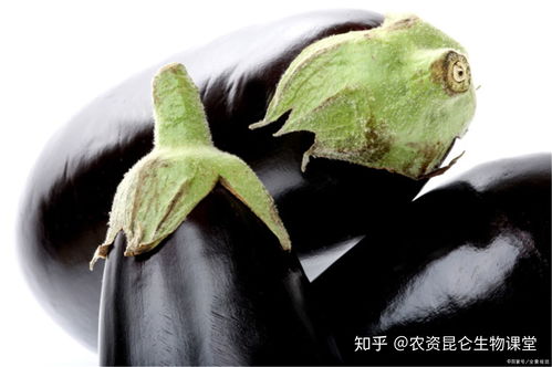 使用哪种肥料对促进植物根系发达最好