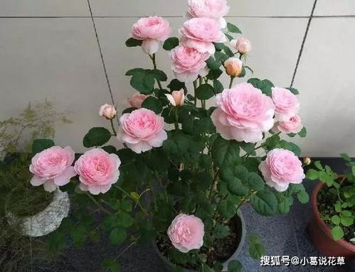 栽植技巧