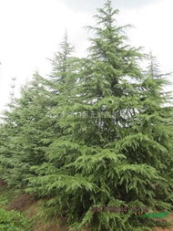 价格表， 一目了然