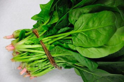 掌握六大技巧，打造完美冬季菠菜储存秘籍！