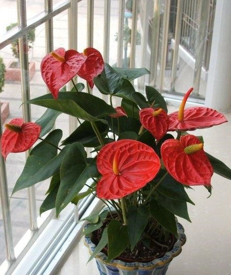 红掌花的养护之道：从土壤到花朵绽放