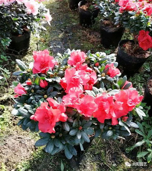 冬季养花指南：冬天适合种什么花