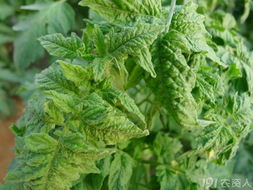 西红柿病害防治难题：苯甲丙环唑效果不佳，如何是好？