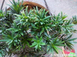 罗汉松叶子发黄怎么办？试试这几种方法