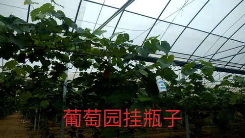 葡萄树打农药的时机与浓度揭秘