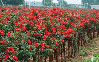 月季的魅力，为何树状月季仍被冷落？
