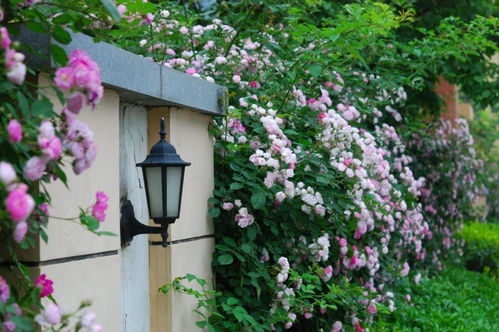 藤本还是灌木？揭秘詹森花之谜！