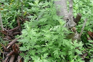 荒废田地， 深耕除草有妙招