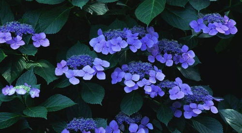 绣球花传递我的情感，请问它代表的是深情还是温柔