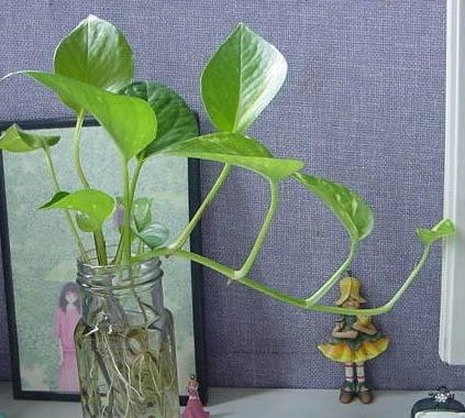 水培菜夏天烂根，是水培不当还是环境因素