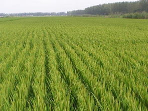 新产品， 新用法