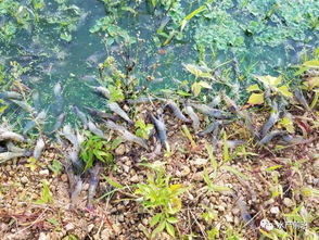 丹参高产育苗， 根段催芽法揭秘