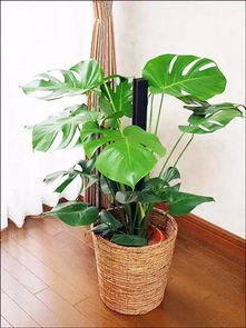 美人蕉：色彩艳丽， 点缀校园