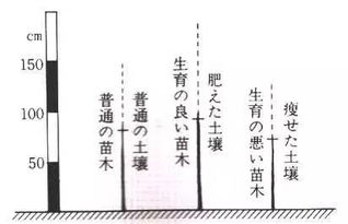 逐步松绑， 让苗木健康成长