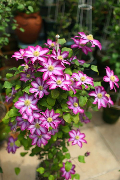 阳台铁线莲种植，新手必堪！