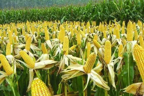 “玉米种植时间如何选择，才能确保最佳产量和品质