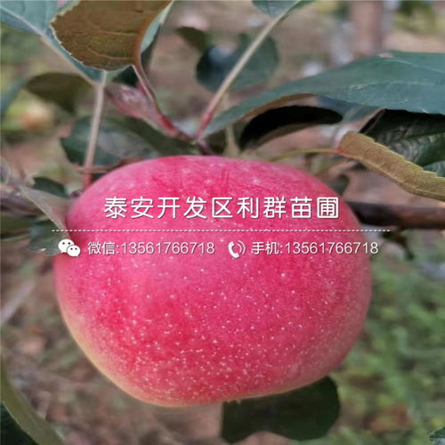 防治铜锈病的心得体会