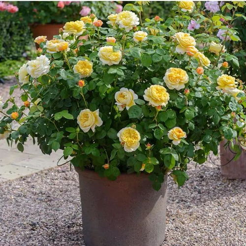 闪电月季， 黄色中带点红，香气浓郁