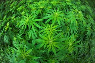 草甘膦异丙胺盐对作物有毒性吗？其效果如何？