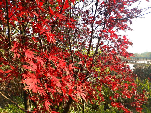 红枫的养护技巧