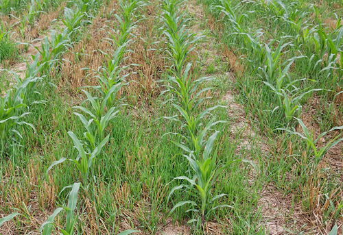 二月小麦苗，哪种农药Neng一击致命？