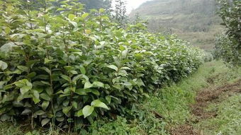 山茶花浇水需要注意什么有没有什么正确的浇水方法
