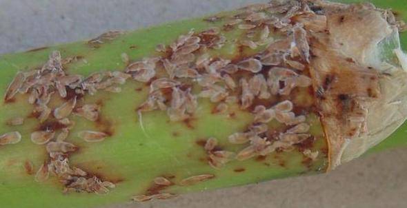 生物菌剂，轻松去除农药异味