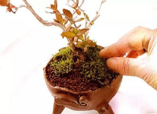 第三步：土壤要讲究