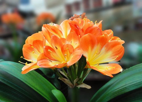 君子兰花期多久？这样养护让它多开几次花
