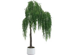 直播带货的榕树花