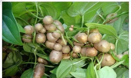 山药种植的最佳季节是什么时候？山药栽培时间与技术要点有哪些