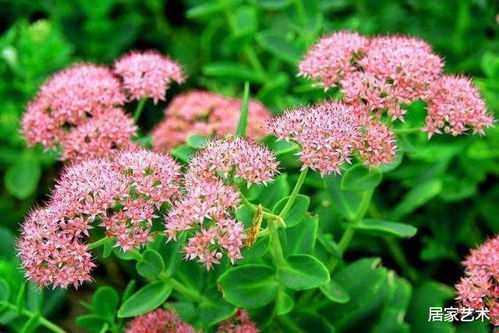 二、 耐寒高海拔种植的花卉