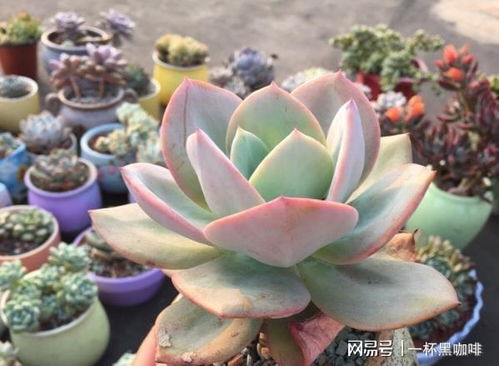 多肉植物的种植方法