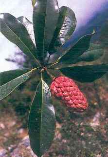 采摘与储存技巧