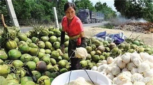 立夏时节，海南椰子因气候宜人而俏销全国