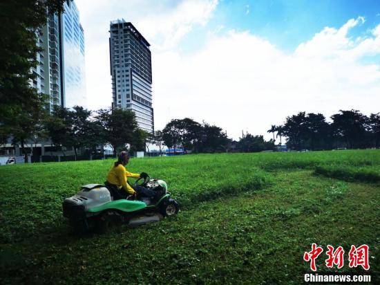 马尼拉草坪施肥，春季如何科学施肥提高生长效果？