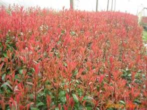 选地选址，关键一步