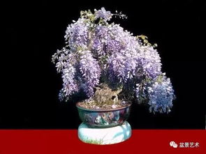 光照， 紫藤的阳光伙伴