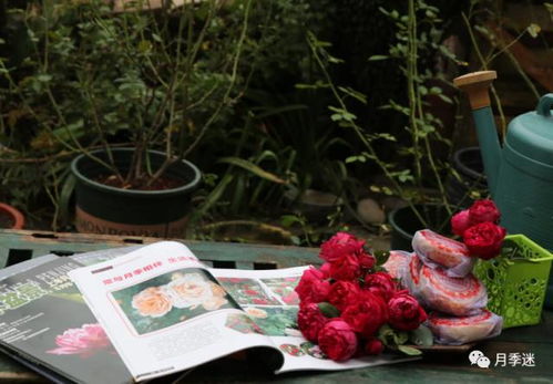 金丝雀月季——浓香大花， 培育四十多年长盛不衰