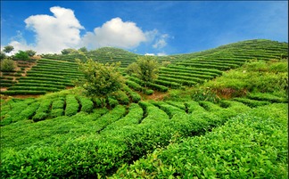 南阳生态农业发展前景展望